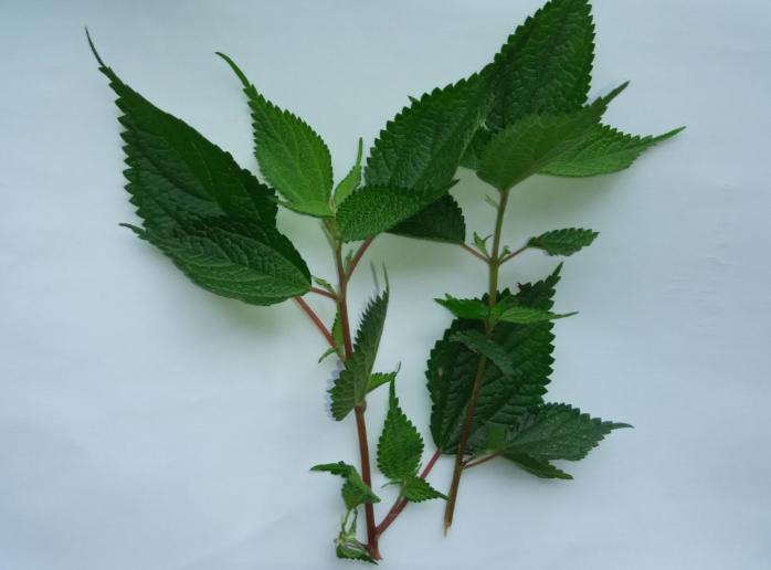 常见中草药图片及讲解,身边常见的中草药功效大全