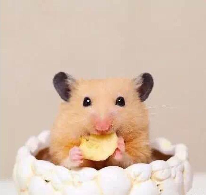 可爱的小仓鼠喜欢吃什么食物,养仓鼠仓鼠喜欢吃什么东西