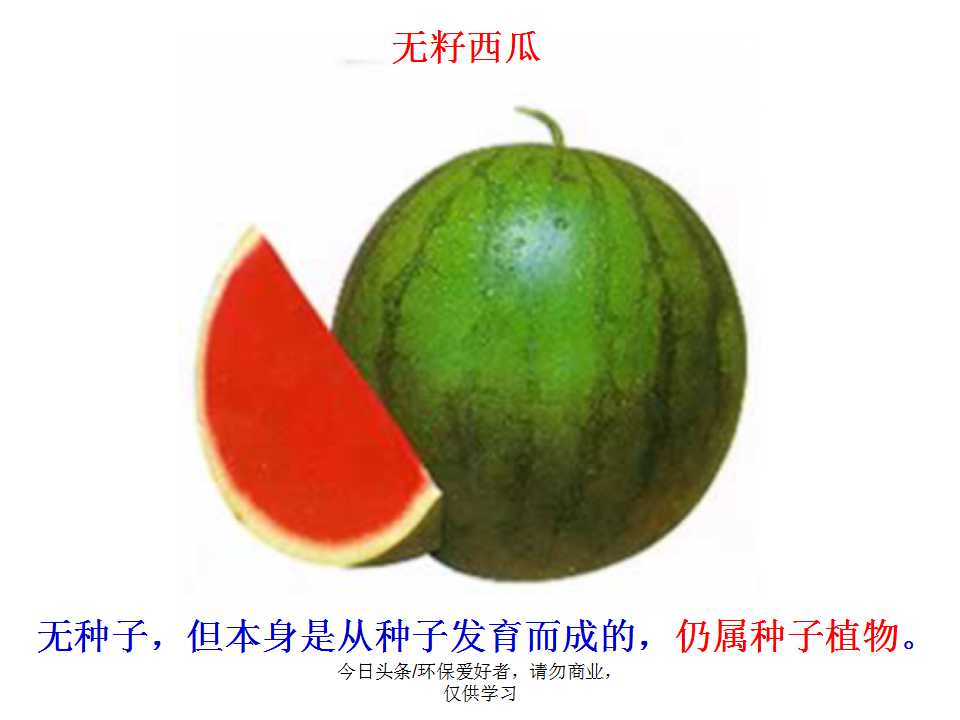 认识植物从身边开始,认识植物的根茎叶各个部分