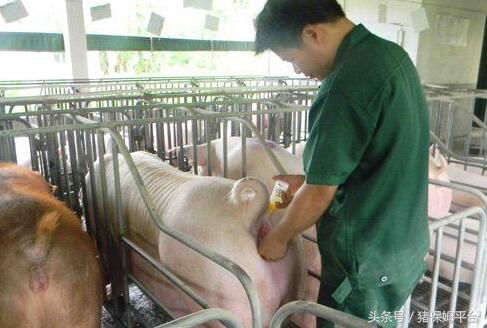 猪输精怎么处理,猪深部输精要注意什么