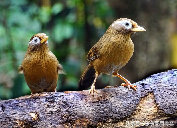 东东画眉鸟视频,东东画眉鸟套