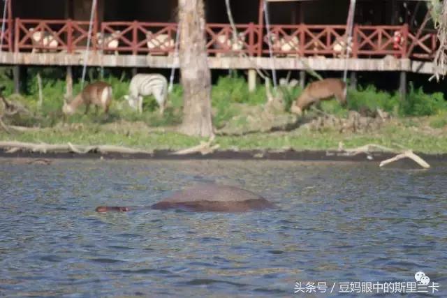 风动？树动？心动！致你，Kenya