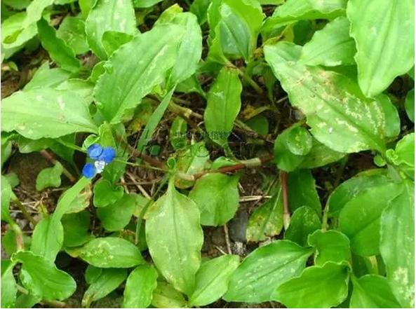 常见中草药图片及讲解,身边常见的中草药功效大全