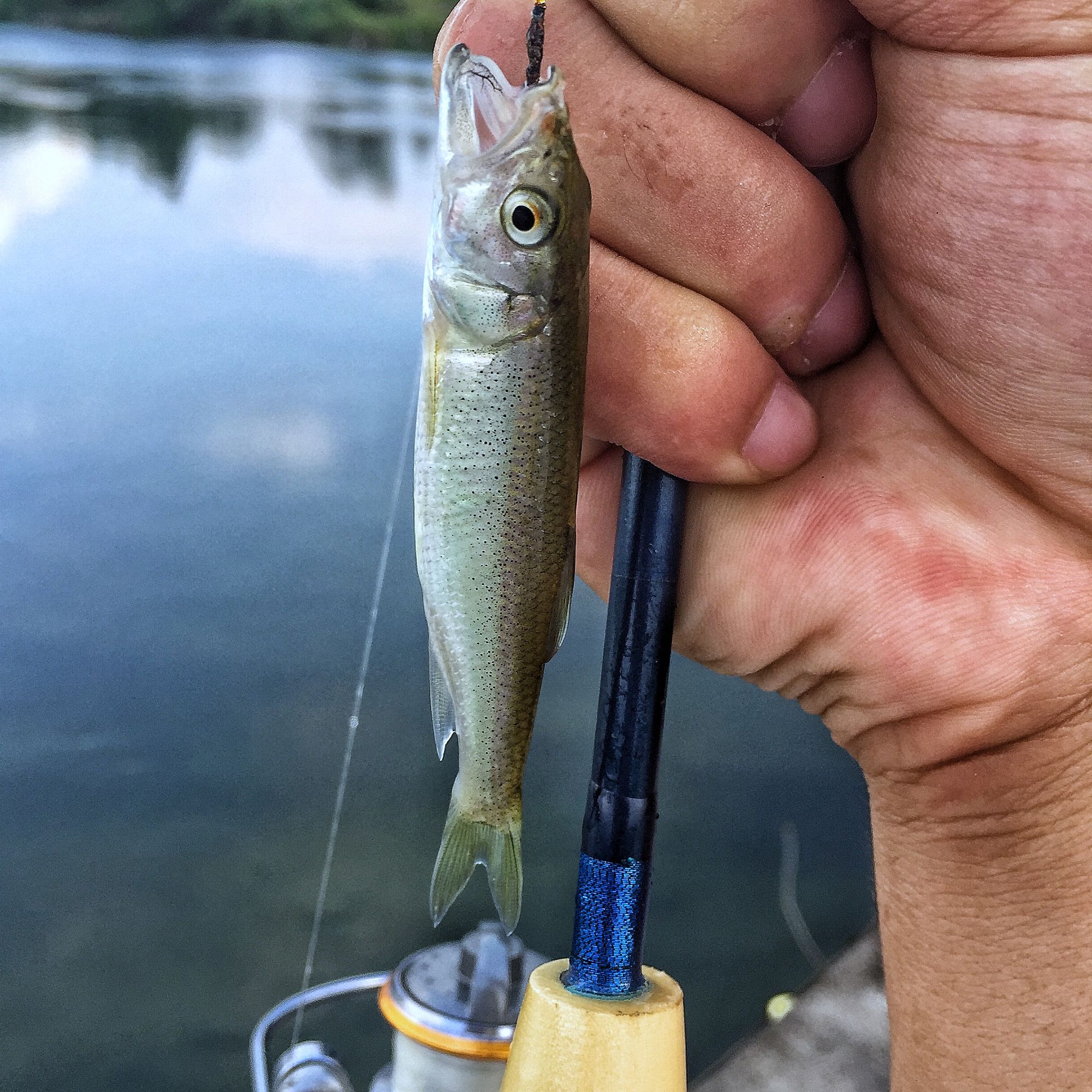 路亚白条用飞蝇钩好还是亮片好,路亚白条用飞蝇好还是用毒蚊好