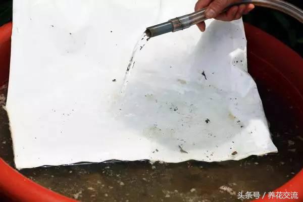 盆栽荷花怎么养比较好,一招教盆栽荷花开花