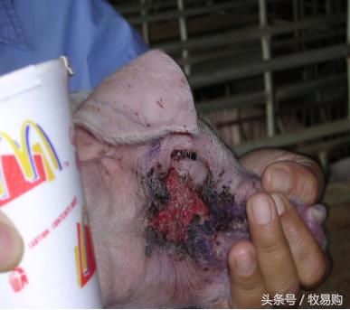 猪饲料中的这一毒素的毒性竟然是氰化钾的10倍,*霜砒**的68倍!