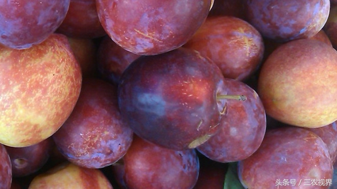 有什么又便宜又有面子的水果,农村这种水果一斤可卖百元