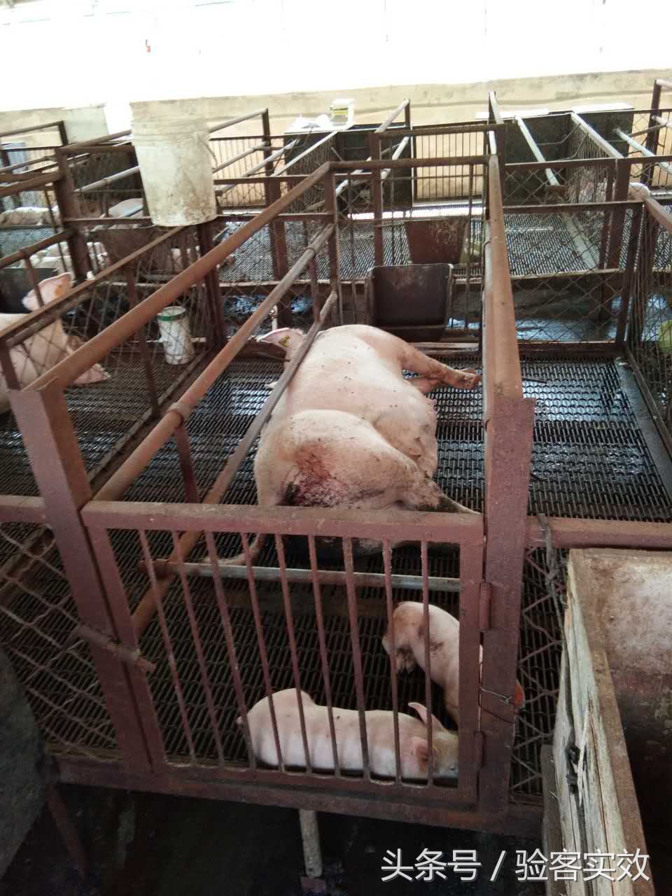 董广林猪业视频,董广林母猪饲养