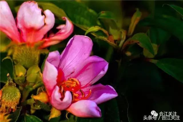 暴牙郎的药用,暴牙郎的神奇功效