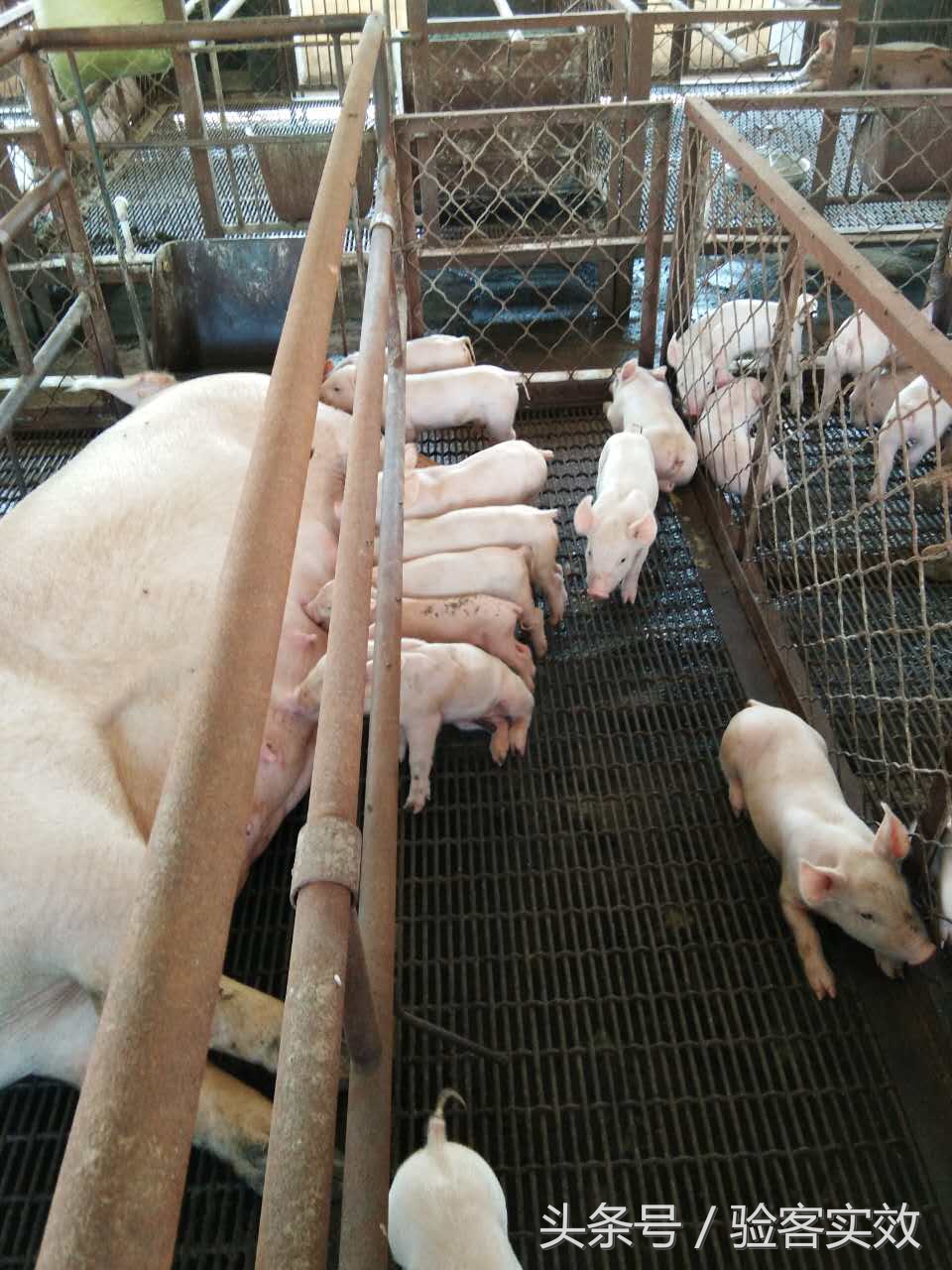 董广林猪业视频,董广林母猪饲养