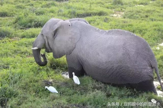 风动？树动？心动！致你，Kenya