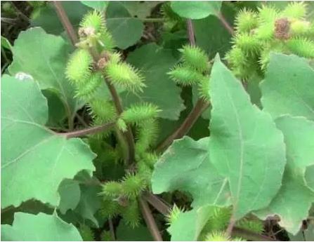 常见中草药图片及讲解,身边常见的中草药功效大全