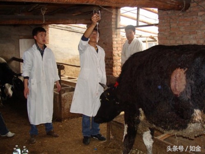 奶牛真胃阻塞最佳治疗方法,奶牛真胃移位可以自行恢复吗