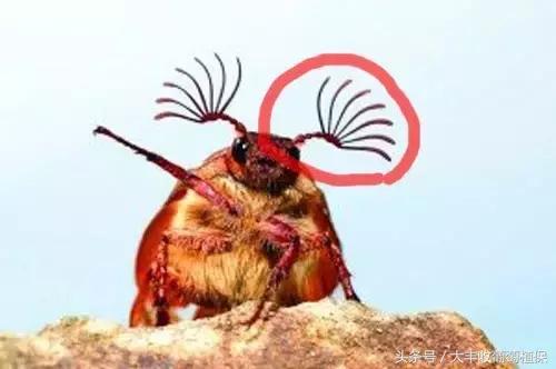 葡萄园挖土时，发现这种白色肉虫，一定要重视