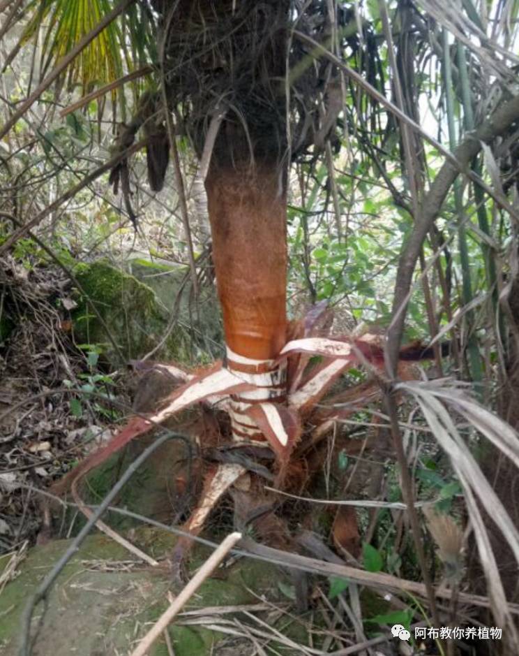 绿萝绿植怎么养活得快呢,绿萝植物养殖小知识