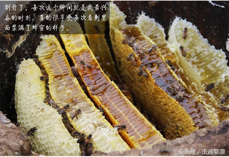 婺源第一名,婺源茶叶第一名