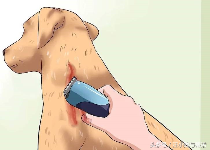 狗狗受伤用什么包扎比较好,狗狗的大伤口如何快速止血