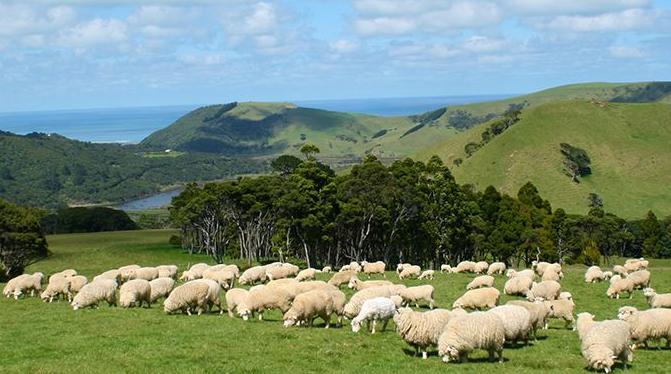 现实羊村是什么样子的,厉害了现在的农村