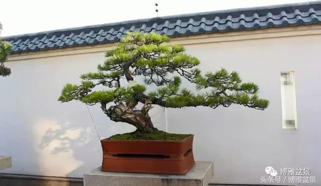 清逸园，一座闹中取静的“文人园林”