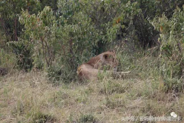风动？树动？心动！致你，Kenya