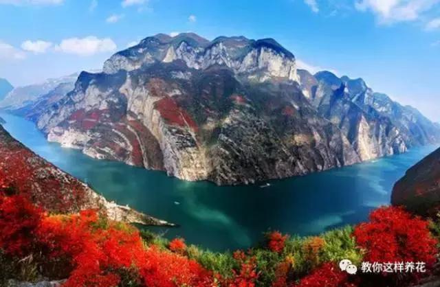 中国国花有什么样的品质,中国国花有什么品质