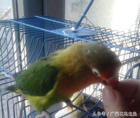 牡丹鹦鹉怎么放养,牡丹鹦鹉到底是笼养好还是散养好