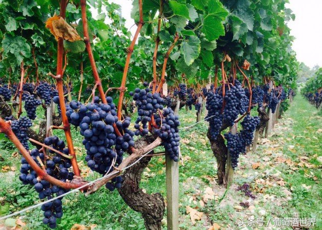 柏图斯酒庄名品介绍,柏图斯petrus