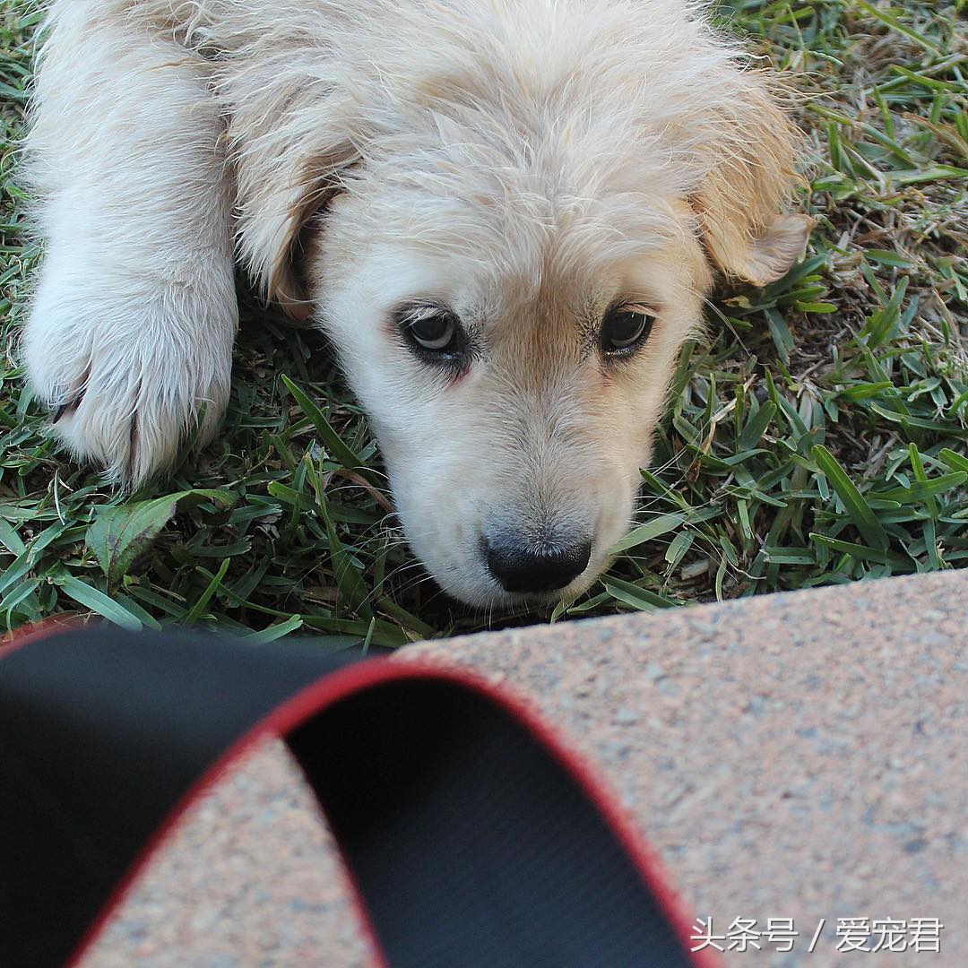 如何去除室内养宠物的异味,家中爱宠体味浓重清除宠物异味