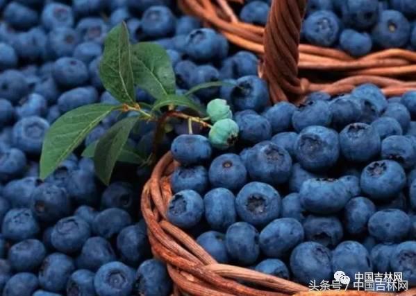 到吉林玩买啥、吃啥？再也不用刘烨代购吉林土特产了！