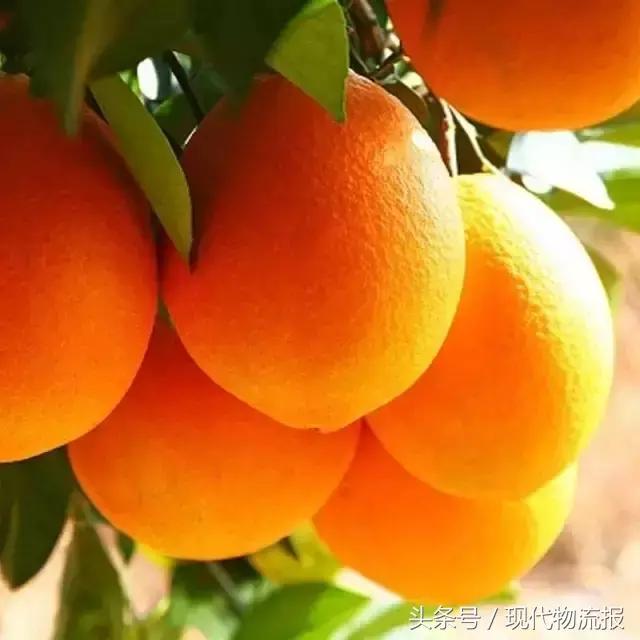 抢占“鲜”机，这家快递巨头正助力田间美味速送全国