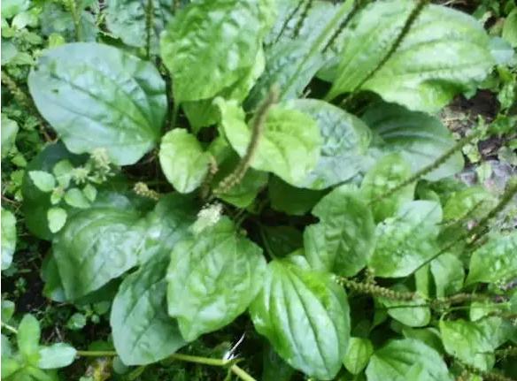 常见中草药图片及讲解,身边常见的中草药功效大全