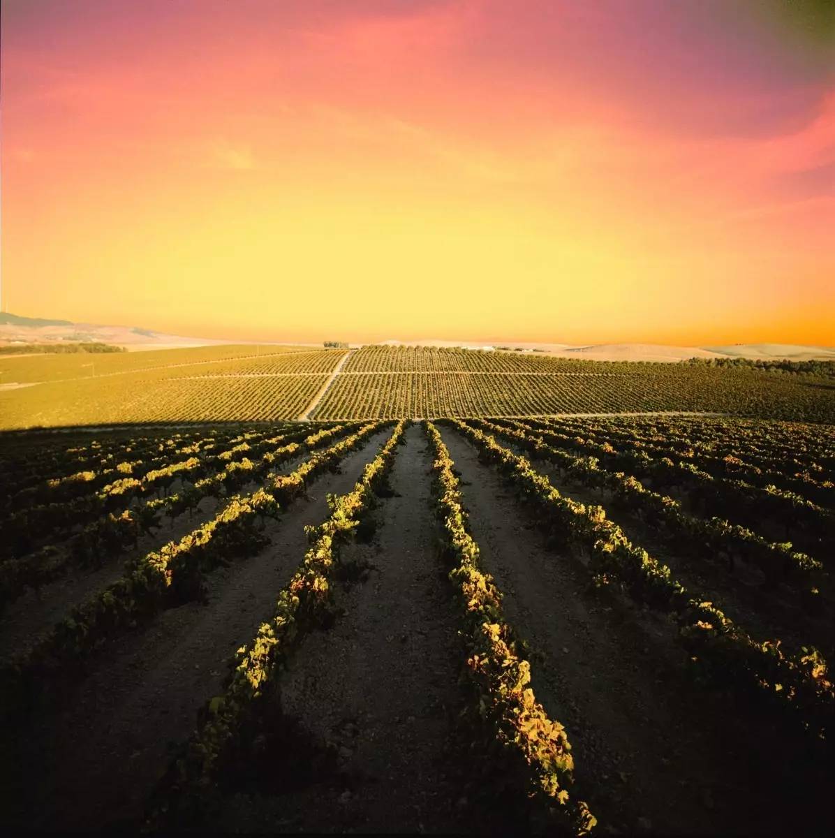 帕洛米诺阿根廷,帕洛米诺盎格鲁