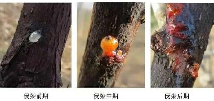 猕猴桃溃疡病和伤流的区别,伤流有什么危害