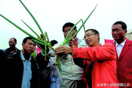 大葱软腐烂根特效药,大葱根腐与软腐的区别