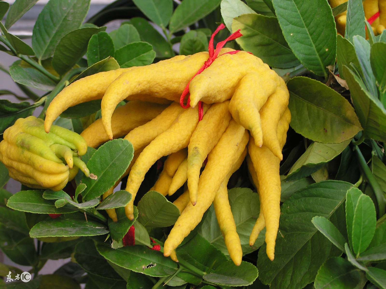 佛手在人体的作用,佛手的药用价值与功效是什么