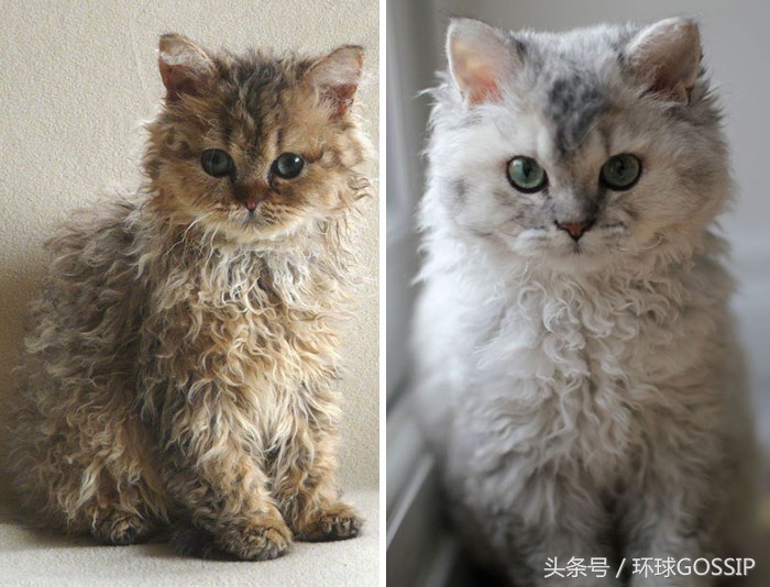 粘人又傲娇的猫品种,短毛猫可爱的品种