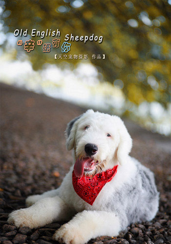 狗狗健康护理,怀孕狗狗的养护注意事项