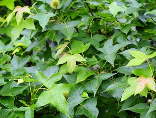 农村少见到的稀奇物品,农村不起眼的土特产