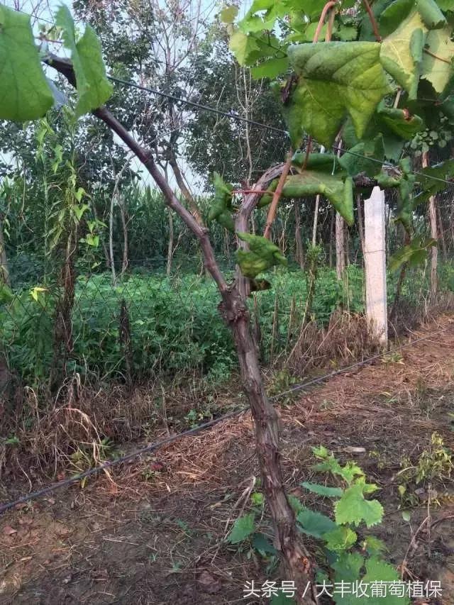 葡萄园挖土时，发现这种白色肉虫，一定要重视