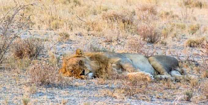 来到纳米比亚，你会知道什么才是非洲应有的样子！