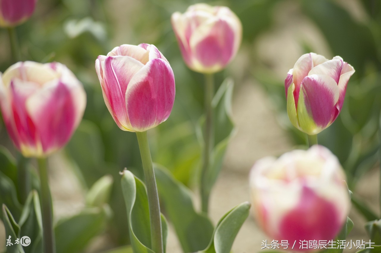 北方花卉家庭养殖技术,家庭盆景花卉好养殖室内