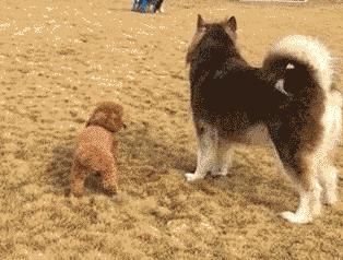 你听说过”反泰迪联盟“和”人形泰迪“吗？养泰迪凭啥要被歧视？