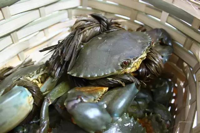 又到吃海鲜的季节咯！一位吕四渔民整理的海鲜大全，保证有你不认识的！