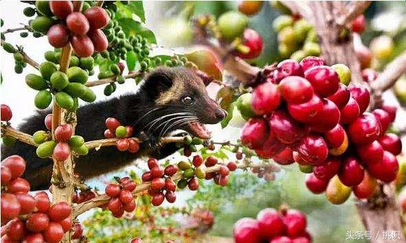 猫屎咖啡最贵的饮品,为什么猫屎咖啡是世上最贵的咖啡