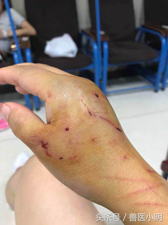 两只猫一见面就打架处理办法,两只猫怎么确定猫是玩还是打架