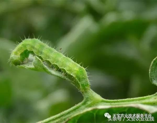 十大类杀虫剂详解不容错过,十大类型杀虫剂