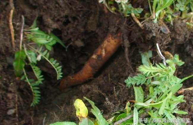 东北中药材种植什么品种前景好点,适合东北种植的中药材有哪些品种