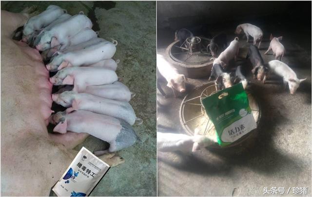 母猪产后少奶消炎最佳配方,母猪产前3天开始减食