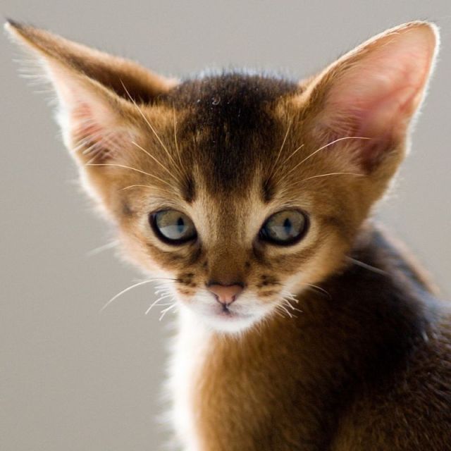 夏天开空调怎么预防猫咪感冒,怎样防止喵星人掉毛