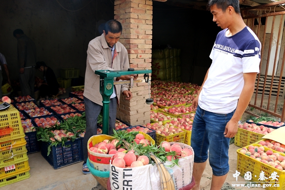 全国有名的天水秦安蜜桃大上市,秦安蜜桃享誉世界